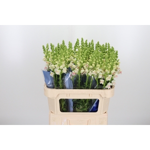 Antirrhinum Op Appleblossom