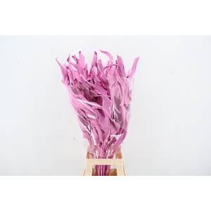 DF Strelitzia Leaf Pink