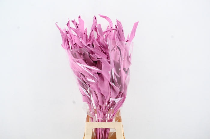 DF Strelitzia Leaf Pink