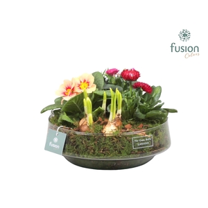 Green Bottle Iris Large Voorjaar met Arrangement