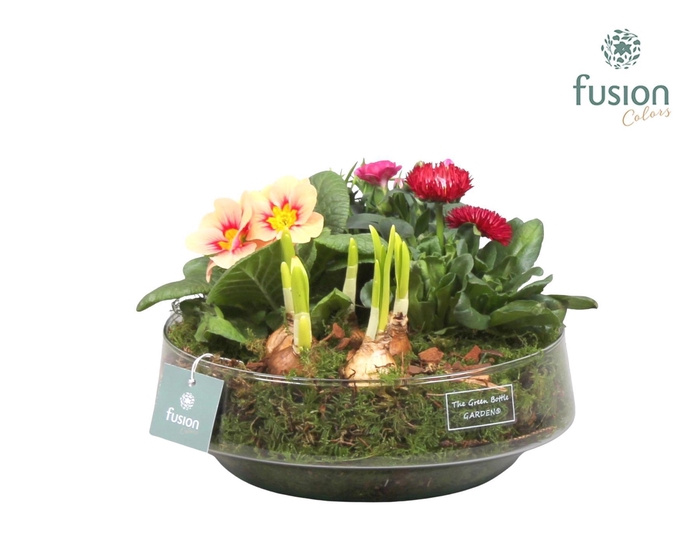 <h4>Green Bottle Iris Large Voorjaar met Arrangement</h4>