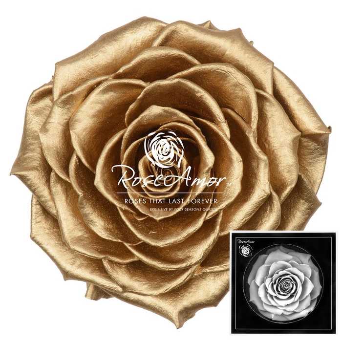 <h4>Bonita Metallic Gold Whi04</h4>