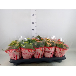 Kalanchoe blos.   ..rosebud mix  5