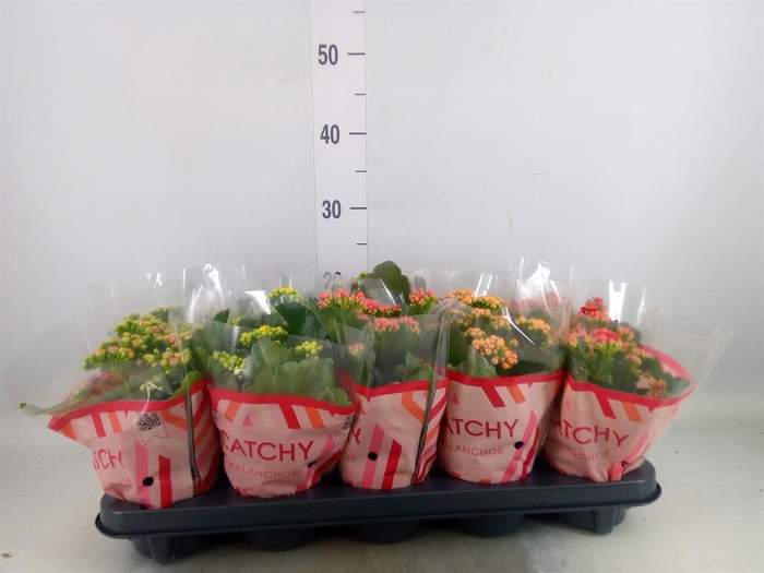 <h4>Kalanchoe blos.   ..rosebud mix  5</h4>