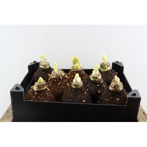 Wax Hipp Spice Mixed Winter Scented