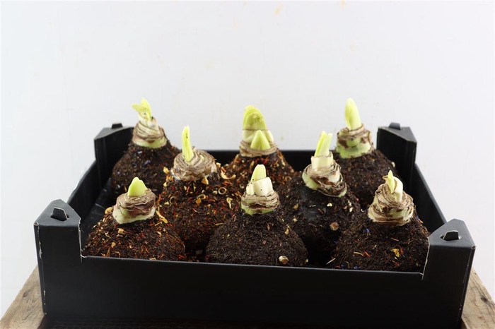 <h4>Wax Hipp Spice Mixed Winter Scented</h4>