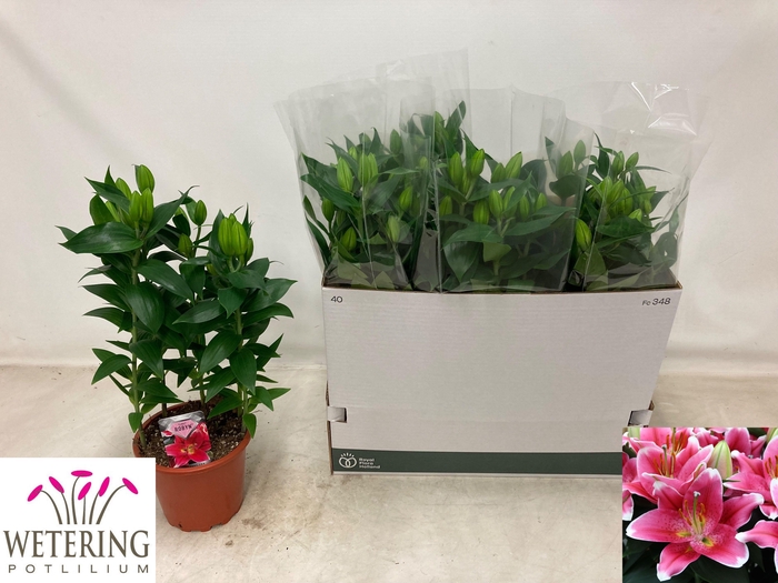 <h4>LIL OR SUNNY ROBYN</h4>