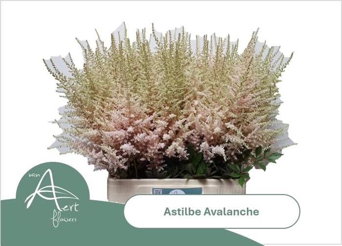 <h4>ASTIL JA AVALANCHE</h4>
