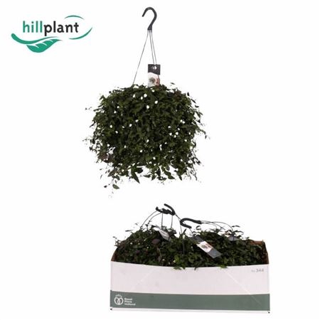 <h4>Tradescantia multiflora</h4>