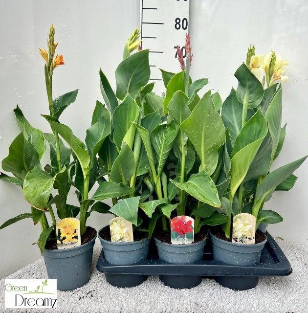 <h4>CANNA CANNOVA GEM</h4>