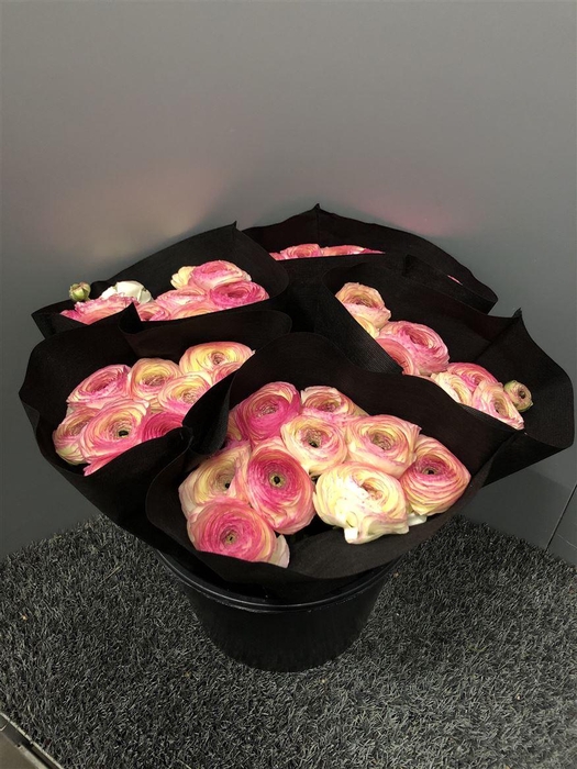 <h4>Ran Suc Felicidade Sup</h4>