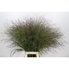 Panicum Warrior