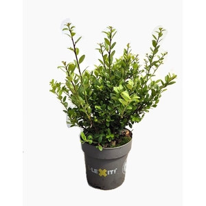 Ilex Crenata Dark Green, P14, Strui