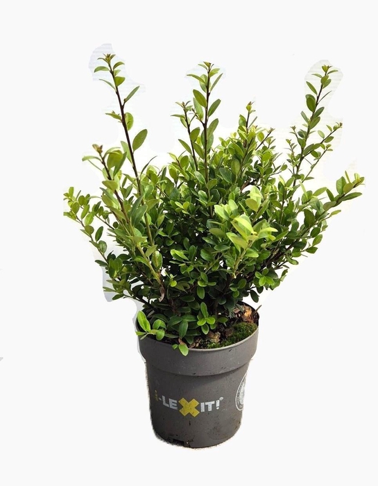 <h4>Ilex Crenata Dark Green, P14, Strui</h4>