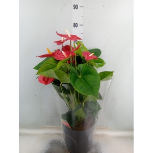 Anthurium andr. 'Jambo Red'