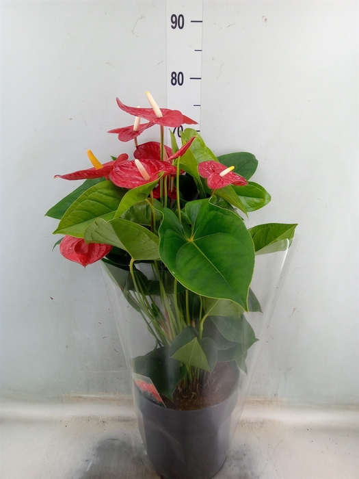 <h4>Anthurium andr. 'Jambo Red'</h4>