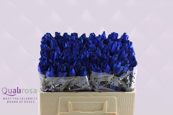 <h4>R Gr Special Blue -in Box</h4>