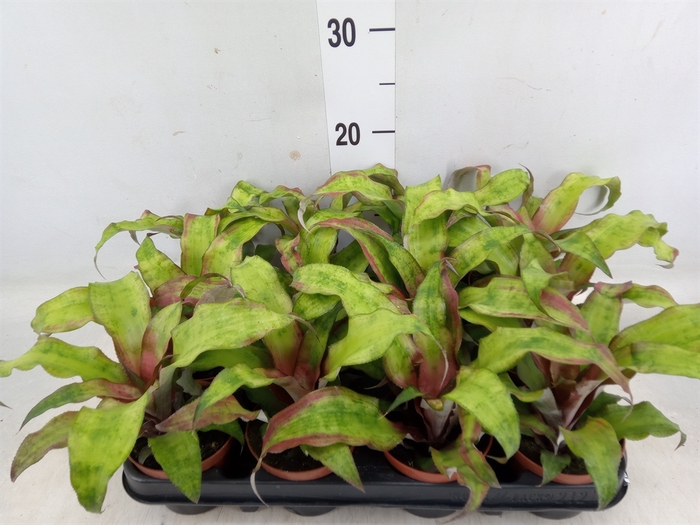 <h4>Cryptanthus bivittatus</h4>