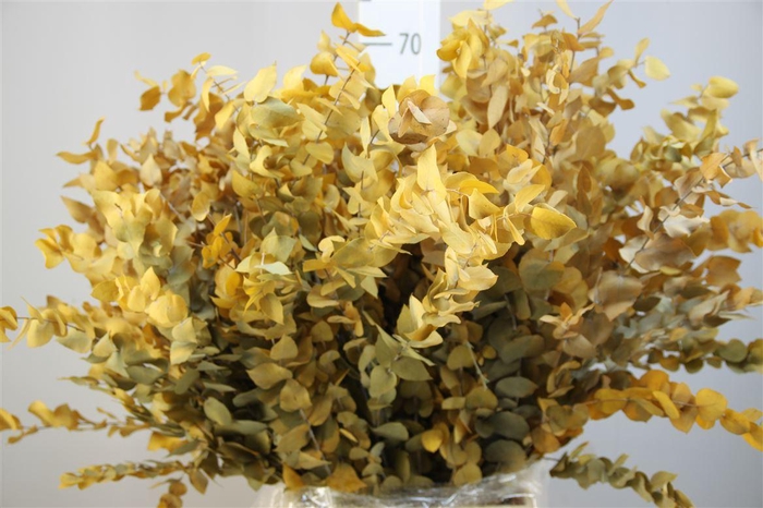 <h4>Stuartiana Gestabiliseerd Geel</h4>