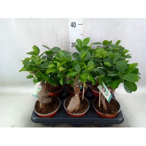 Ficus microcarpa 'Ginseng'