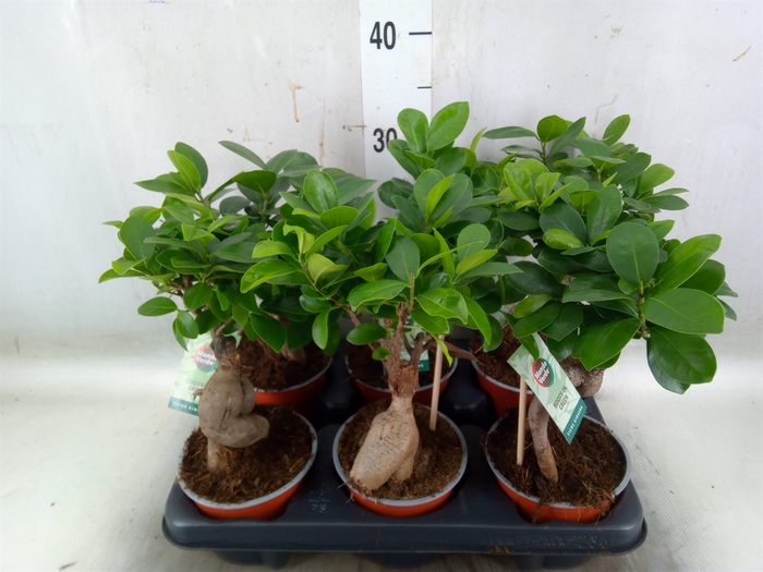 <h4>Ficus microcarpa 'Ginseng'</h4>