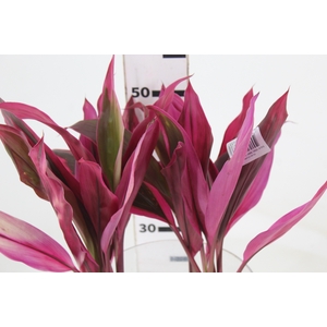 FOLHAGEM DRACENA BABY PINK PLUS