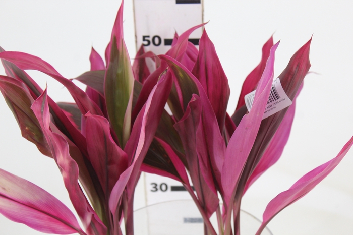 <h4>FOLHAGEM DRACENA BABY PINK PLUS</h4>