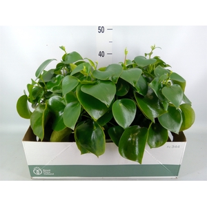Peperomia polybotrya 'Raindrop'
