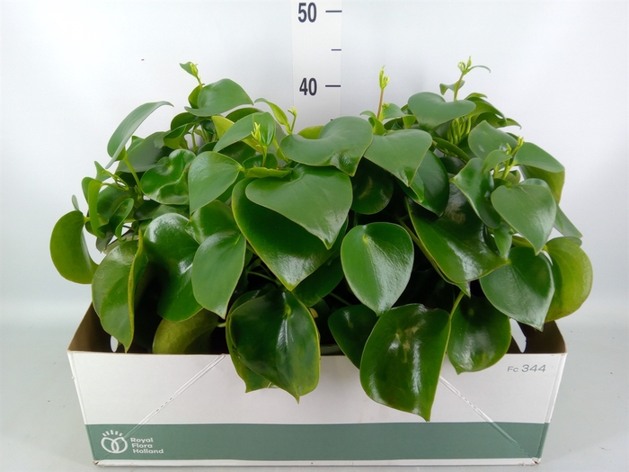 <h4>Peperomia polybotrya 'Raindrop'</h4>