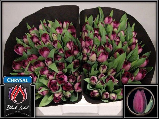 <h4>TU FR CURLY SUE</h4>