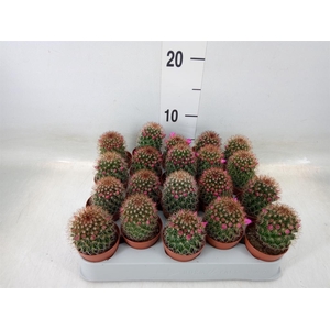 Mammillaria ernestii