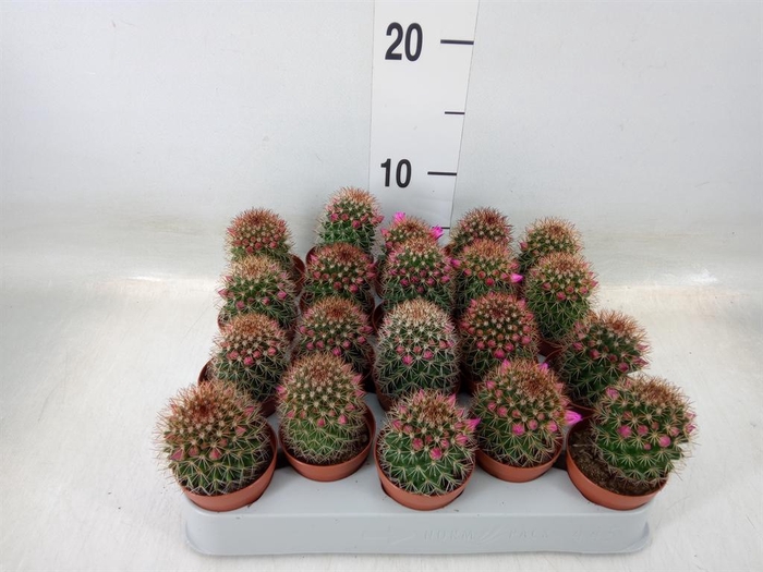 <h4>Mammillaria ernestii</h4>