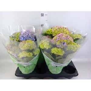 Hydrangea mac. 'Hi River'