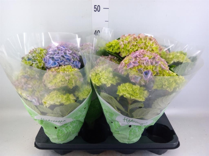 <h4>Hydrangea mac. 'Hi River'</h4>