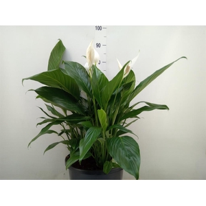 Spathiphyllum  'Bingo Cupido'