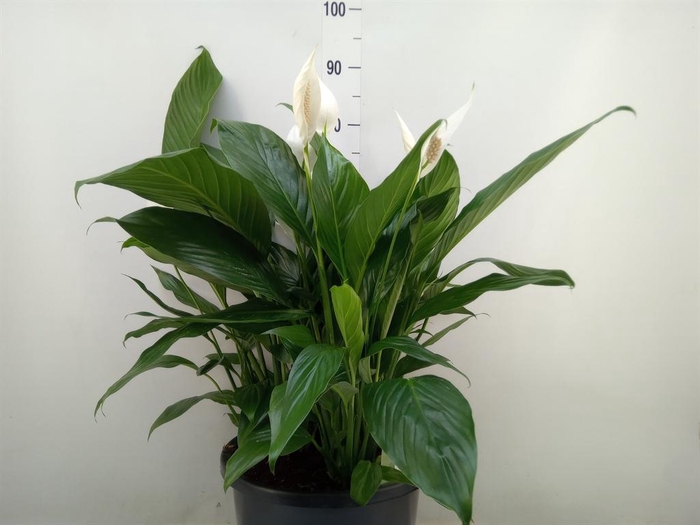 <h4>Spathiphyllum  'Bingo Cupido'</h4>