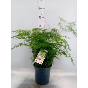 Asparagus setaceus