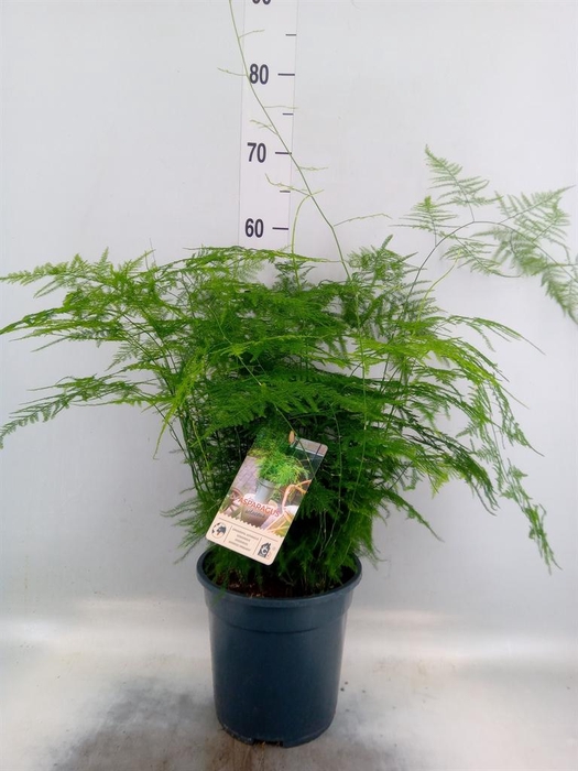 <h4>Asparagus setaceus</h4>