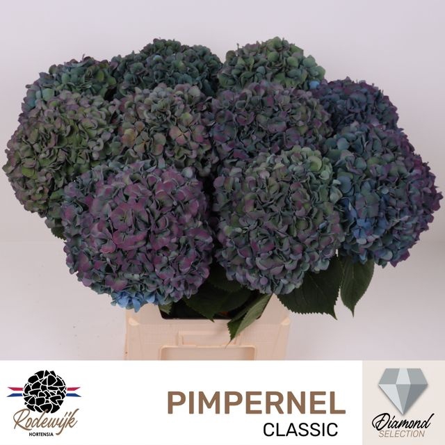 <h4>Hydrangea pimpernel classic aubergine</h4>