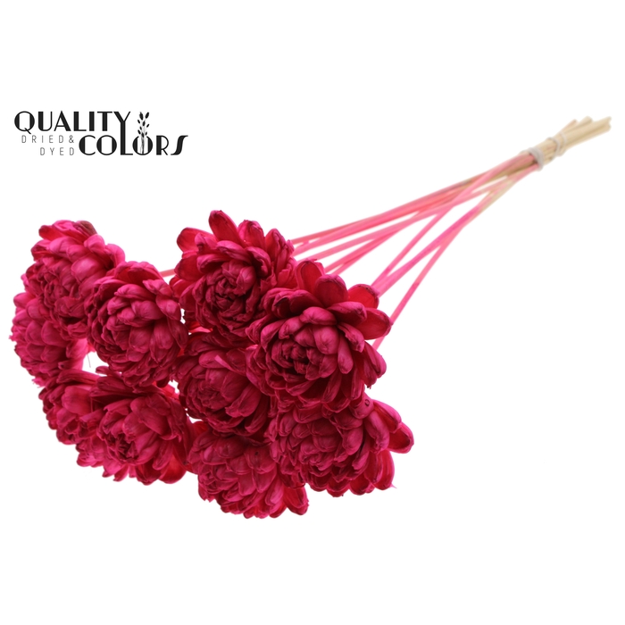 <h4>Shola New Beauty Rose Ø8cm on stem Cerise</h4>