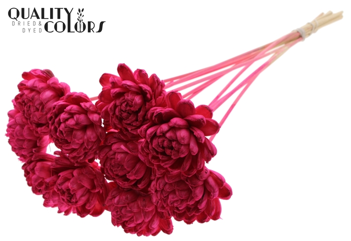 Shola New Beauty Rose Ø8cm on stem Cerise