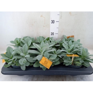 Senecio cephal. 'Mountain Fire'