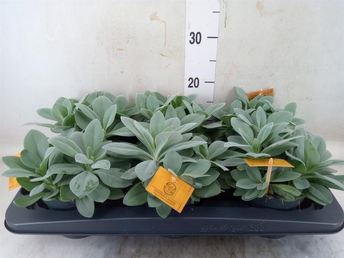 <h4>Senecio cephal. 'Mountain Fire'</h4>