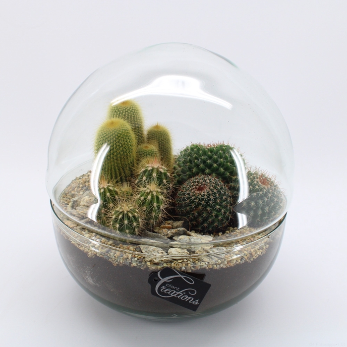 CTCR-2425 Cactus Essentials Terrarium