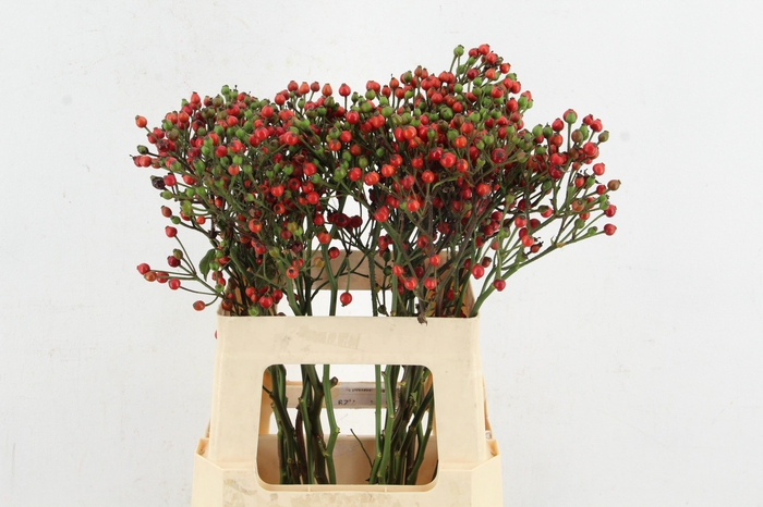 <h4>ROSA BELLS HIPHOP 060CM</h4>