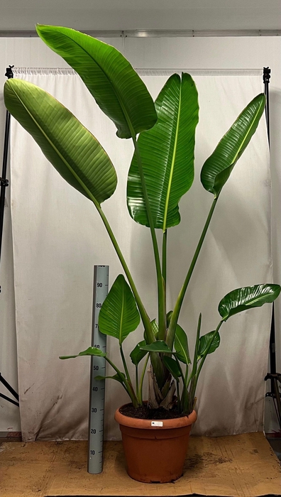 <h4>STRELITZIA NICOLAI</h4>