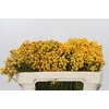 Kaaps Groen Lanug. yellow