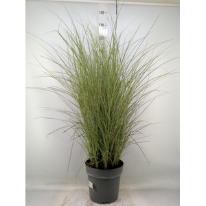 Miscanthus sin. 'Morning Light'