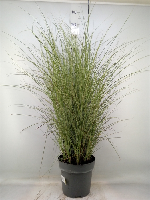 <h4>Miscanthus sin. 'Morning Light'</h4>