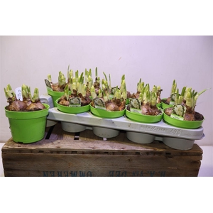 arr8 Narc D Bridal Crown